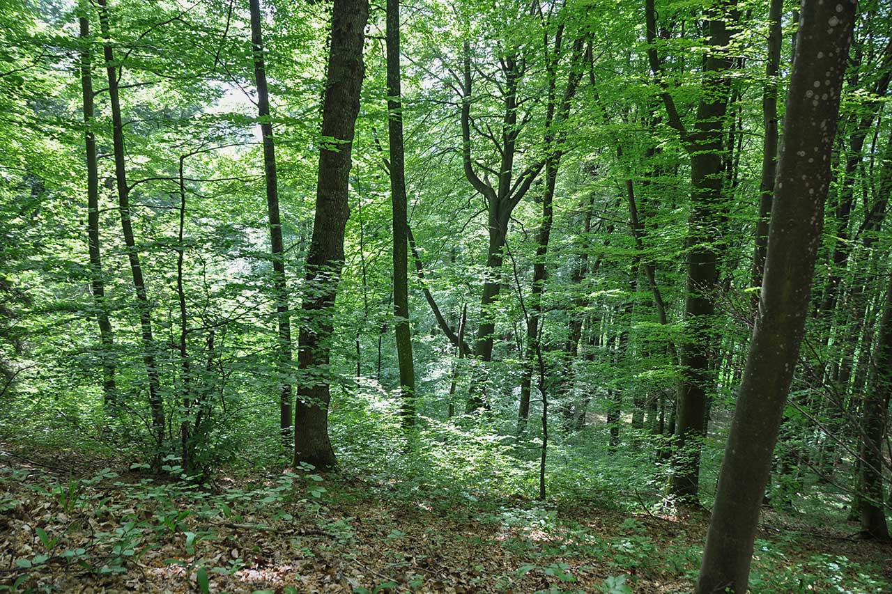 Grün-, Weide- und Waldflächen